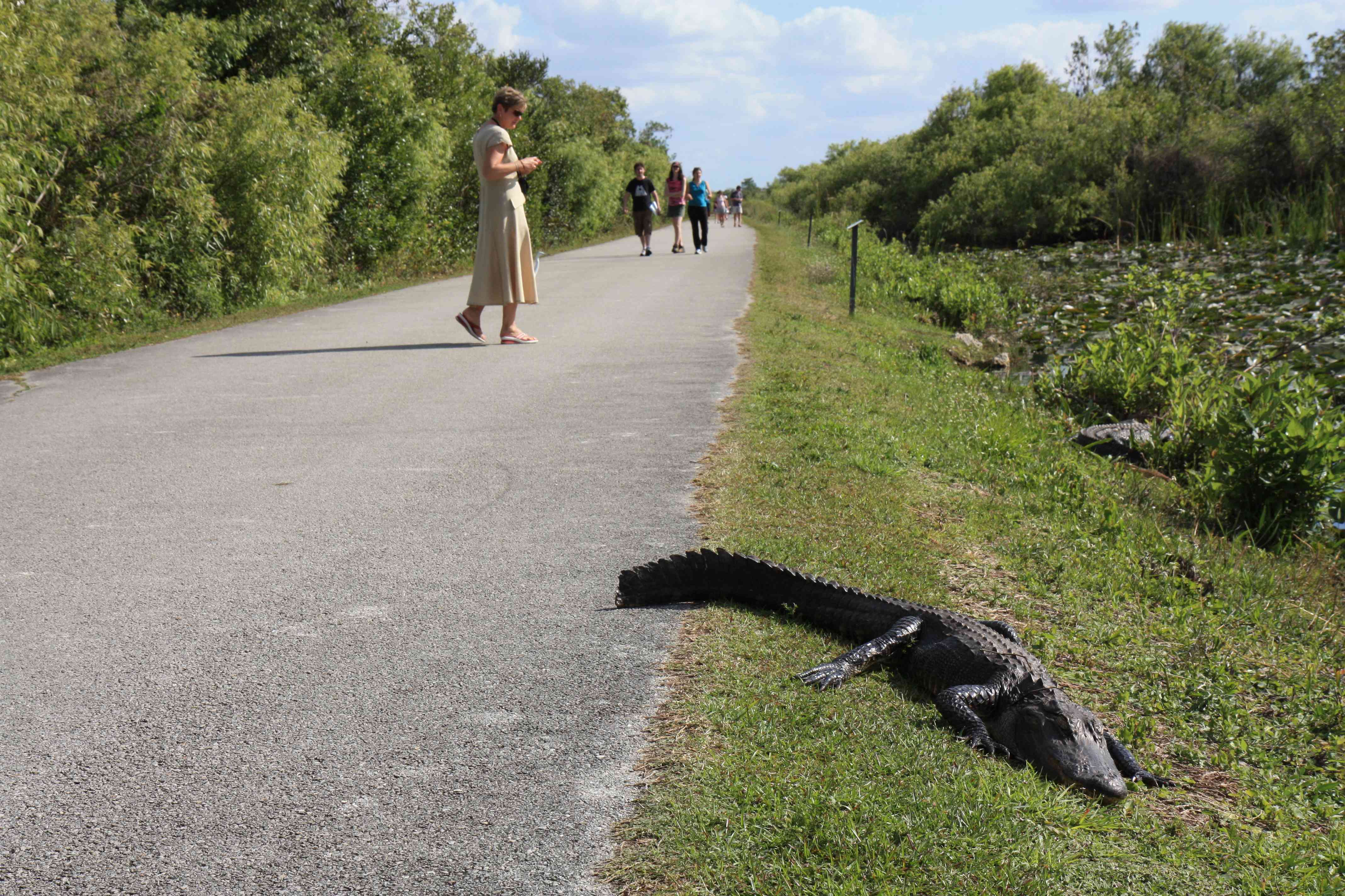 A road with alligators